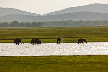 National park Mineriya Sri Lanka, Asian elephant, or Asiatic elephant (Elephas maximus)