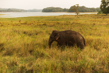 Asiatic elephant (Elephas maximus) going in the busn grass