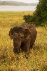 Fototapeta premium Asiatic elephant (Elephas maximus) is going very close up from wilderness