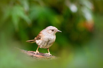 Oiseau accenteur mouchet dans la nature