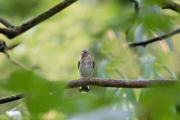 Oiseau sur une branche avec espace pour texte et feuillage vert formant bokeh. Type chardonneret juvénile