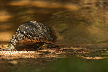 common water monitor, Varanus salvator, portrait with background water