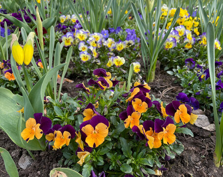 flowerbed of pansies - viola and daffodils - narcisus