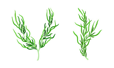 Algae marine seaweed plants set. Organic dietary supplement vector illustration