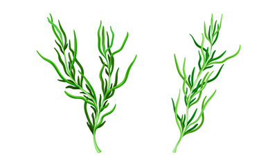Edible organic marine seaweed plants set vector illustration