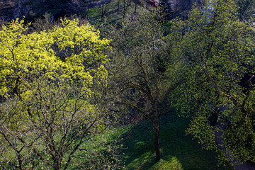 Looking down at the Spring Trees Putting Forth New Growth at the Municipal Park in Luxembourg City,...