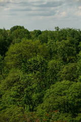 Green trees background. Natural wallpaper