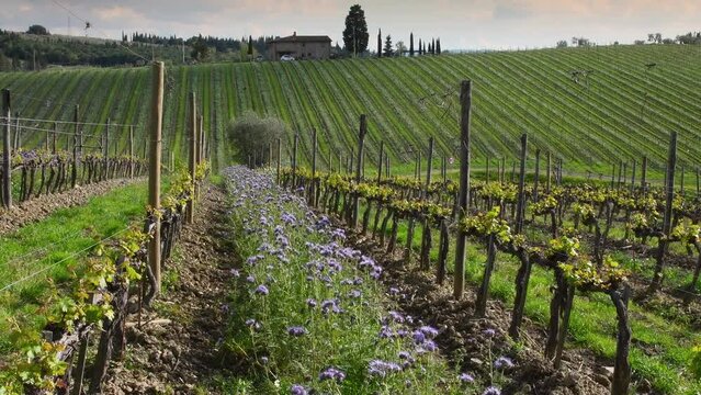 Purple flowers among the young rows of vineyards with the first shoots in spring. The flowers create an ecosystem that fights parasites in the vineyards in a natural way. Chianti Area, Tuscany.