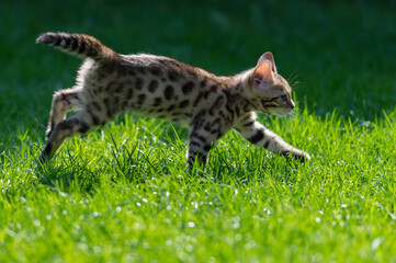 Bengal Kätzchen rennt durch den Garten