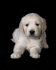 Cute small golden retriever puppy on the black background. Animal studio portrait.