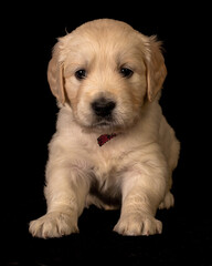 Fototapeta premium Cute small golden retriever puppy on the black background. Animal studio portrait.