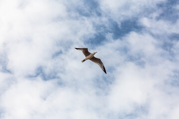 Fototapeta na wymiar White Flying Seagull in Blue Sky. Ocean Beach