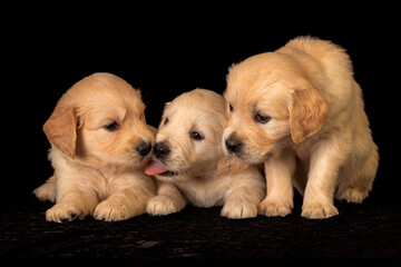 Many sleepy golden retriever puppies laying together and playing.