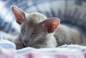 Schlafendes Orientalisch Langhaar Kitten