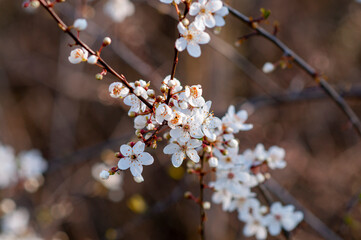 flowers on fruit tree. spring and its wonders. blooming flowers