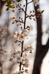 flowers on fruit tree. spring and its wonders. blooming flowers