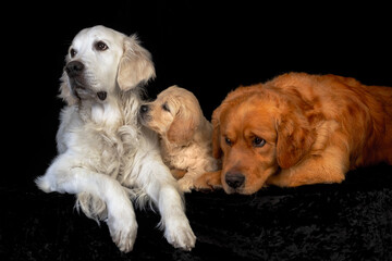 golden retriever puppies