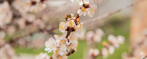 Bees collect pollen from apricot blossoms