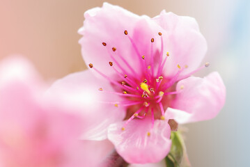 Peach tree blooms. Pink flowers on a flowering tree.