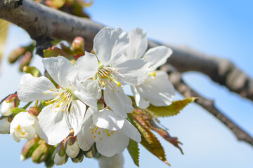 Sweet white flowers blooming cherries, cherry in the spring garden. Delicate white blooming cherry flowers in the spring garden. Blossoming fruit tree.