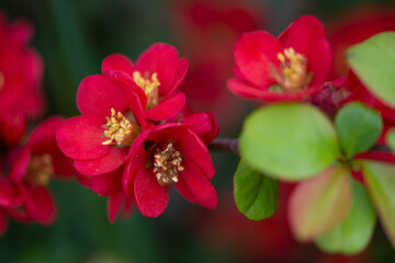 Fototapeta premium Chaenomeles japonica, beautiful flowering ornamental shrub with red flowers. The shrub or small tree that bears the quince fruit, native to western Asia. Spring garden.