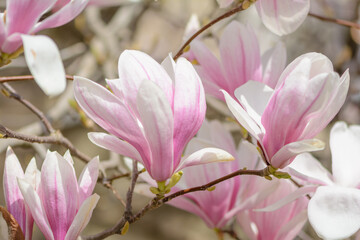 Delicate pink flowers of blossoming magnolia in the spring garden. Blossoming magnolia tree.