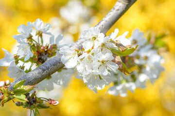 Sweet white flowers blooming cherries, cherry in the spring garden. Delicate white blooming cherry flowers in the spring garden. Blossoming fruit tree.