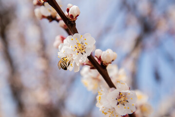 Bees collect pollen from apricot blossoms