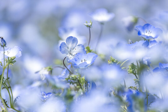 ネモフィラの花 の画像 10 503 件の Stock 写真 ベクターおよびビデオ Adobe Stock