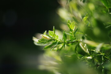 Wierzba Hakuro ciemne tło bokeh © Jzef