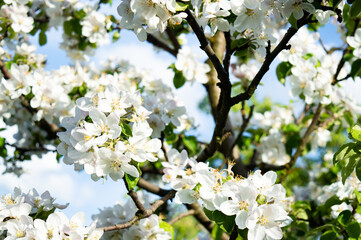 blooming apple trees under the bright spring sun