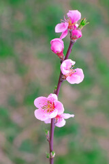 Obraz premium Blooming sakura branch on a green background, selective focus. Spring flowers