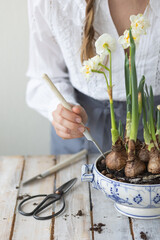 Young woman in the apron plants bulbs of narcissus in a vintage soup pot. Spring time. Concept of home garden, flowers, domestic life. Lifestyle