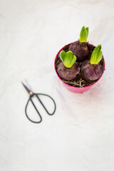 Transplanting a hyacinth flowerpot in spring, flowers with bulbs in a pot of soil, transplanting tools. View from above.
