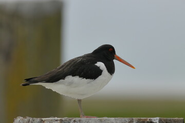 close up of an perching oystercatcher 