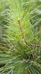 Fluffy pine branch with long green needles in summer. The concept of love for nature, protection of nature, care for the world around.