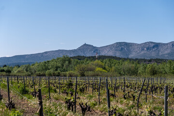 Fototapeta na wymiar vineyard in the morning