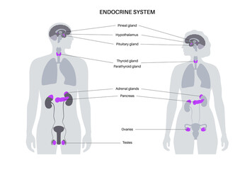 Human endocrine system - 501215588
