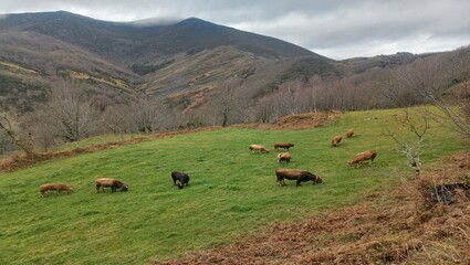 Ganado en una montaña en Ourense, Galicia