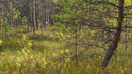 Dwarf pines with yellow-green needles in a raised bog. Bright sunlight. The concept of the fragility of nature, the importance of ecological balance.