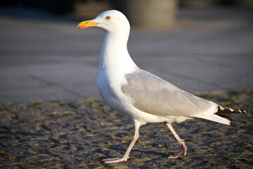 Seagull walking down the street close up