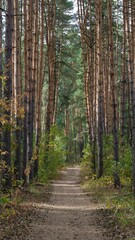 Obraz premium Path for pedestrians in a pine forest with powerful straight trees in early autumn. Sunny day. Background, wallpaper.