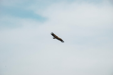 beautiful big eagle in flight