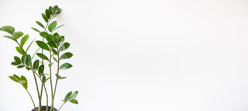 Gardening concept. Vertical photo of a Zamioculcas houseplant growing in a white pot. Banner, place for text.