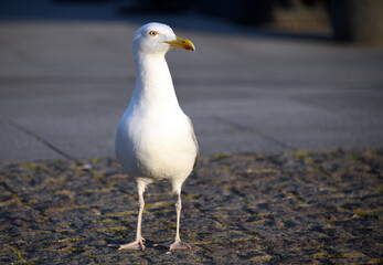 Seagull walking down the street close up
