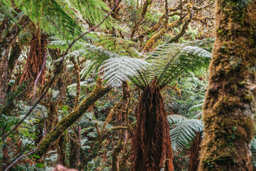 Fototapeta premium Bosque de helechos