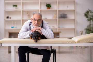 Old male vet doctor examining dog in the clinic