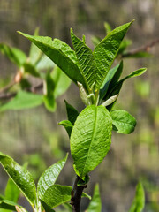 Blooming prunus padus leaves on a sunny spring day.