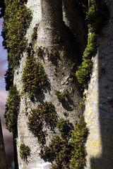 Textura &aacute;rbol 1