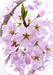 Beautiful cherry tree, blossoms at the tidal basin  in Washington DC